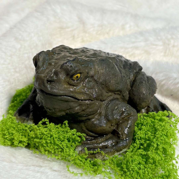 The Toad – Hyper-Realistic Handmade Stress Relief Toy