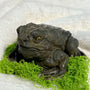 The Toad – Hyper-Realistic Handmade Stress Relief Toy
