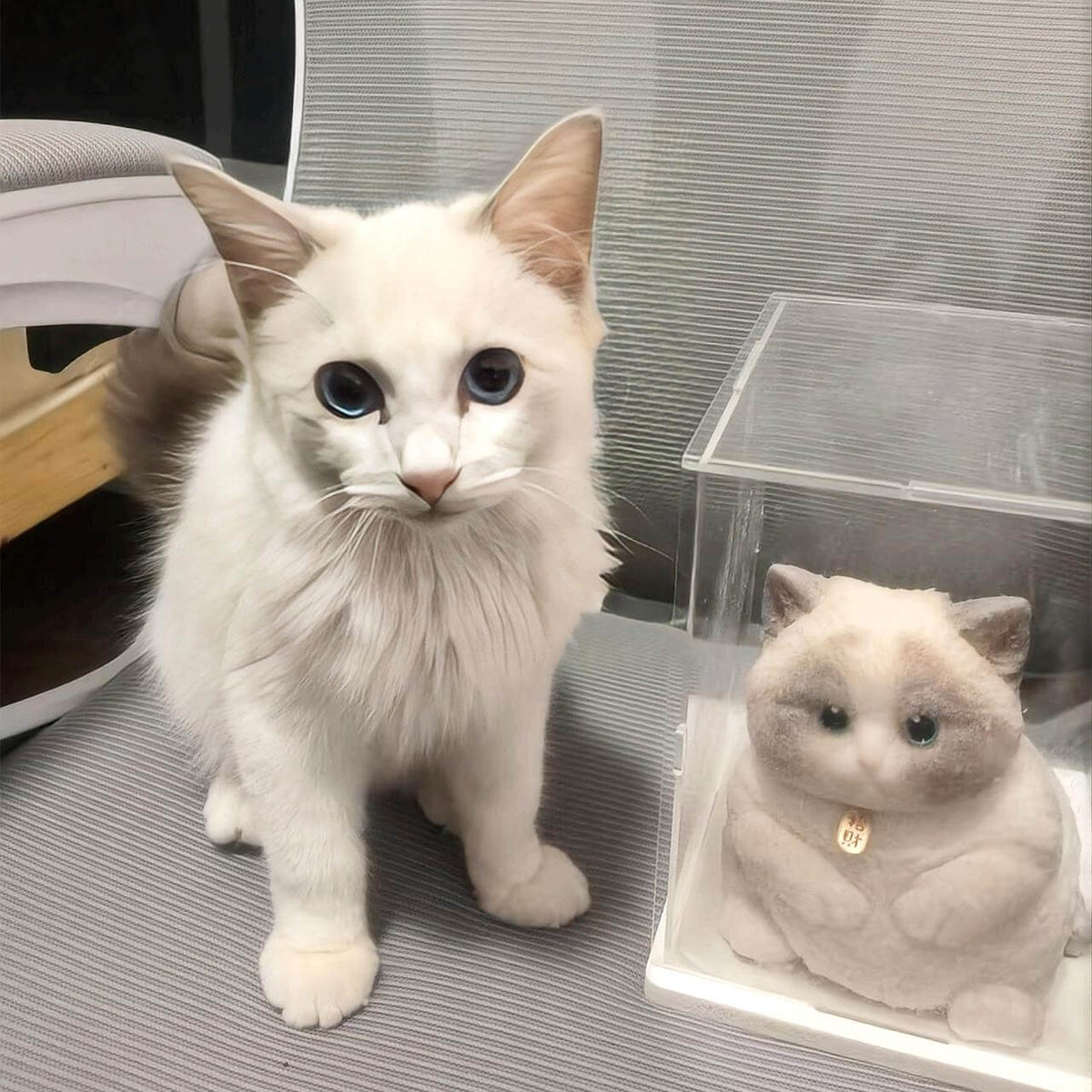 Customizable Chubby Cat - lovesquishy