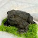  Classic Toad – Large