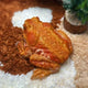  Flame Toad – Small